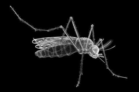 Gnat body structure isolated on a background Stock Illustration