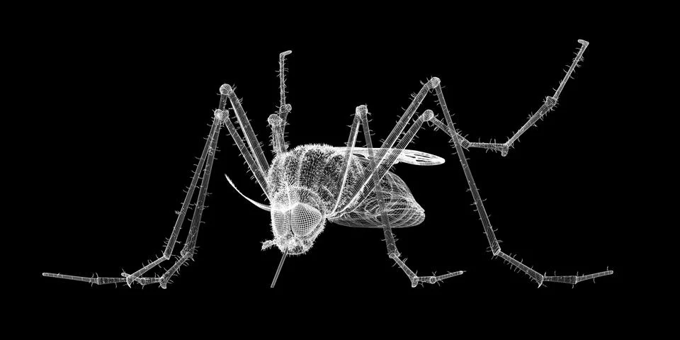 Gnat body structure isolated on a background Illustrazione stock