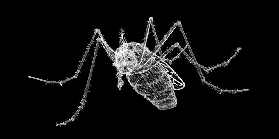 Gnat body structure isolated on a background Stock Illustration