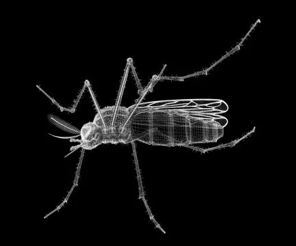 Gnat body structure isolated on a background Stock Illustration