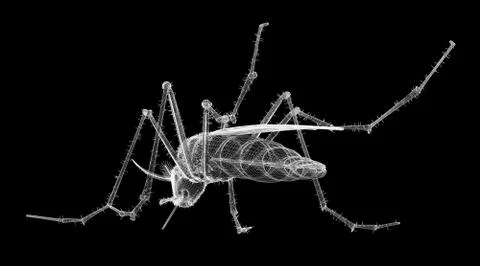 Gnat body structure isolated on a background Stock Illustration