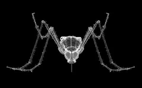 Gnat body structure isolated on a background Stock Illustration