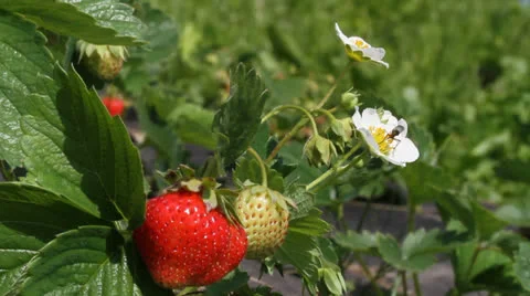 Gnat. Stockbeeldmateriaal 24920754