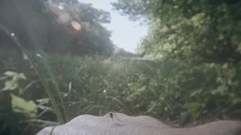 Gnat mosquito crawls to bite the hand,, the middle of the swamp thicket Stock Footage 51254571