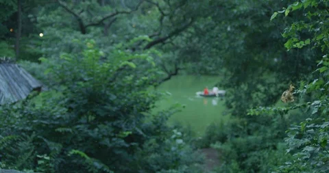 Gnat Swarm Video stock 94339863