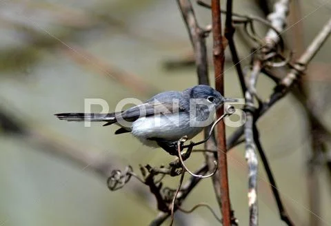 Gnatcatcher Stock Photos