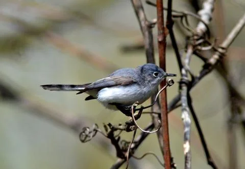 Gnatcatcher Stock Photos
