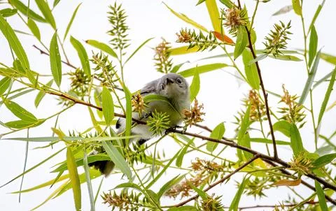 Gnatcatcher Stock Photos
