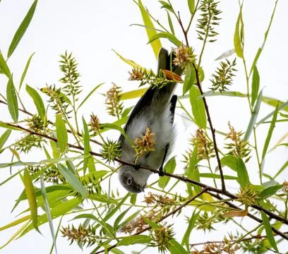 Gnatcatcher Stock Photos