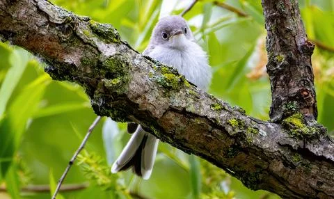 Gnatcatcher Stockfoto's
