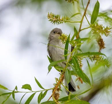 Gnatcatcher Stockfoto's
