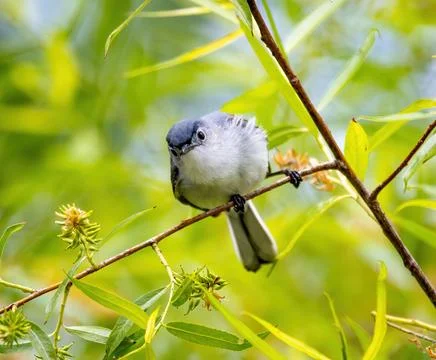 Gnatcatcher Stock Photos