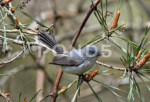 Gnatcatcher2 Stock Photos