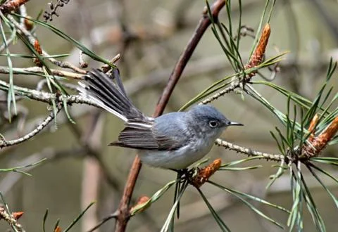 Gnatcatcher2 Stock Photos