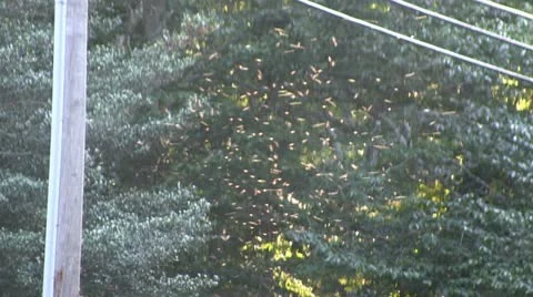 Gnats; 2 Stock Footage 12332500