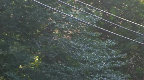 Gnats; 4 Stock Footage 12332587