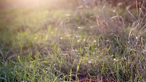 Gnats above grass at sunset Stock Footage 73802290