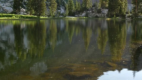 Gnats bugs water Vídeos de archivo 103565967