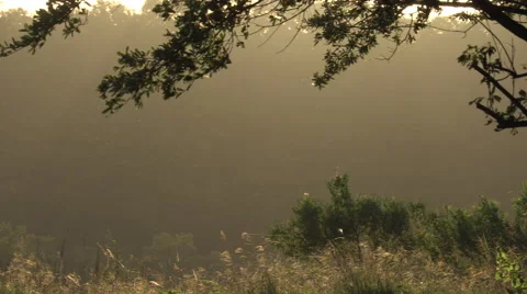 Gnats buzz around backlit by the morning Sun Stock Footage 60756787