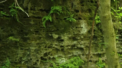 Gnats Fly In Front Of Rock Face In Green Mystical Forest Stock Footage 106675324