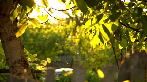 Gnats fly in the sun Stock Footage 63748966