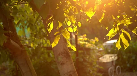 Gnats fly in the sun 스톡 동영상 63751249
