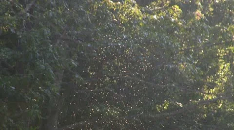 Gnats Stock Footage 12332441