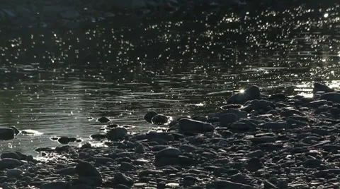 Gnats Swarm Stream Video stock 8607633