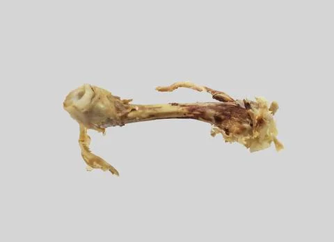 Gnawed boiled chicken bone. Stock Photos