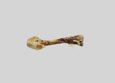 Gnawed boiled chicken bone. Stock Photos