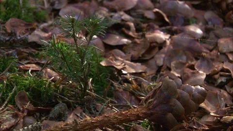 Gnawed pine cone and young spruce seedling on forest floor  Stock Footage 326037009