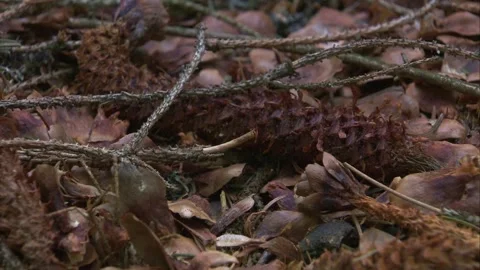 Gnawed pine cones lying on forest ground in woodland Stock Footage 326036995
