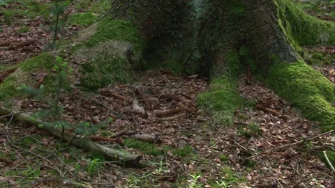 Gnawed pine cones lying on forest ground in woodland Stock Footage 326037016