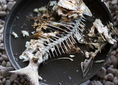 Gnawed skeleton with head and tail of freshly caught fried fish Stock Photos