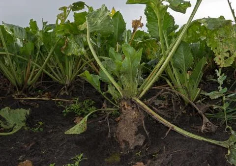 Gnawed sugarbeet Stock Photos