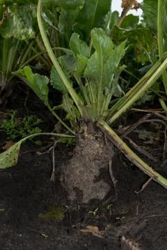 Gnawed sugarbeet, vertical Stock Photos