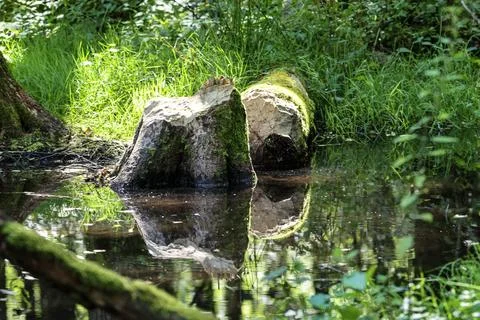Gnawed tree stumps in a tranquil forest stream reflect the lush green surro.. Stock Photos