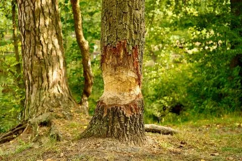 A gnawed tree trunk by a beaver in nature Stock-Fotos