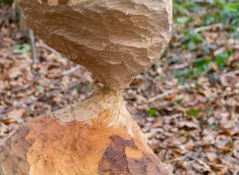 Gnawed off tree trunk Stock Photos