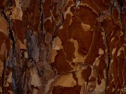 Gnawed tree in winter forest Stock Photos