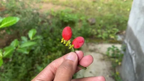 Gnetum gnemon 스톡 동영상 238740367