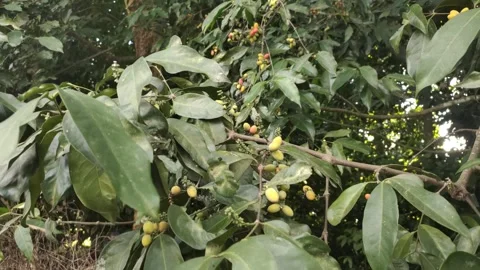 Gnetum gnemon Stock Footage 278012966