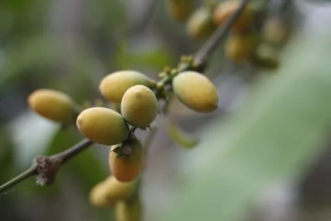 Gnetum gnemon Foto stock