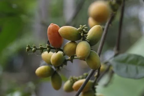 Gnetum gnemon Foto stock