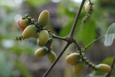 Gnetum gnemon Stock Photos