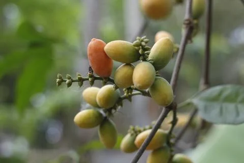 Gnetum gnemon Foto stock