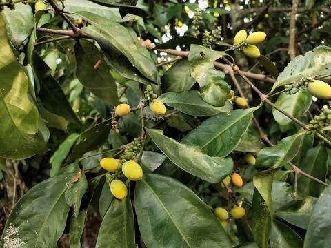 Gnetum gnemon Stock Photos