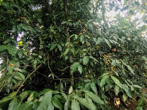 Gnetum gnemon Stock Photos