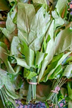 Gnetum gnemon vegetable Stock Photos