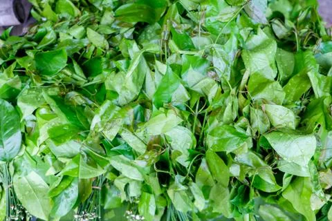 Gnetum gnemon vegetable Stock Photos